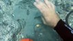 Divers Discovered Gold Coins worth Millions Dollars