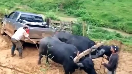 whatsapp funny video 80 Buffalo pull the pickup truck @whatsapp #whatsapp
