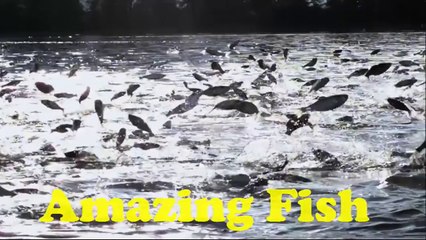 Awesome Fish Movement