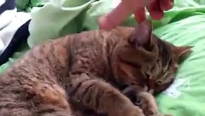 Забавная реакция сонного кота