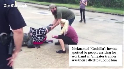 These brave people work to control crocodile