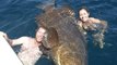 Monster Goliath Groupers - LARGEST GOLIATH GROUPER EVER ON YOUTUBE! - Incredible Viral Fis
