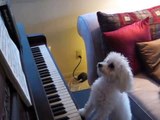Piyano çalan sevimli köpek (Küçük maestros smile ifade simgesi. Çok Şirin)