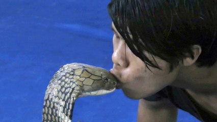 Man Tries To Kiss Cobra_L'homme essaie d'embrasser Cobra