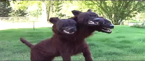 Fluffy-Three Headed Dog