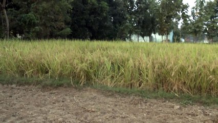 Bhojpuri Film Shooting Clip leaked -1
