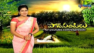 Organic Rice farming by V.V.Rama Rao Krishna District - Express TV