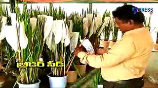 Success story of Hybrid Rice Seed Production by Prem Chand, Warangal - Express TV