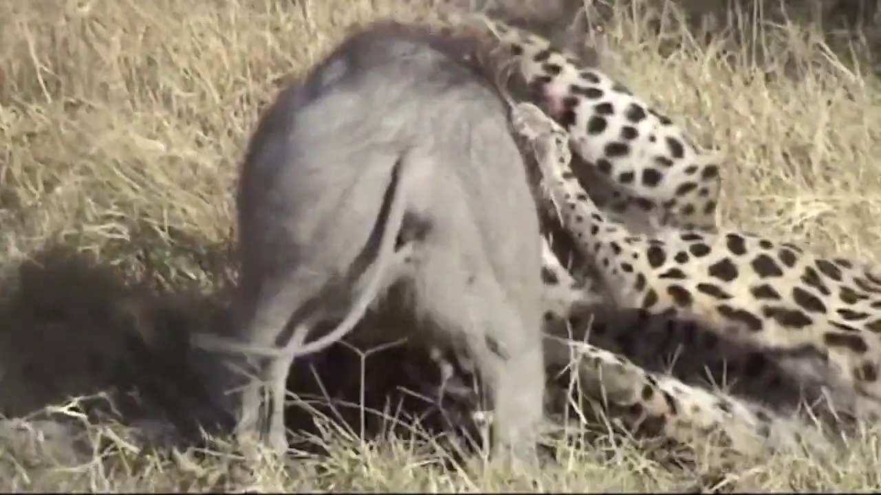 Leoparın Domuz Avı