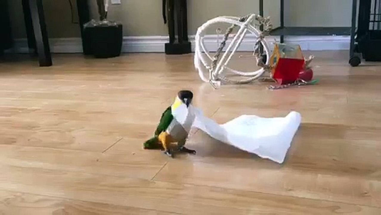 Dès qu'il voit une serviette en papier, cet oiseau n'arrive plus à contenir son excitation