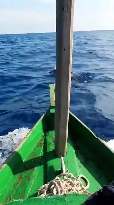Delfines Guiando a Cubanos