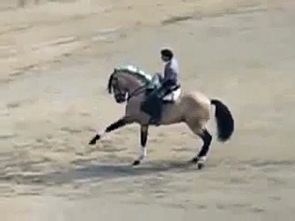 Horses at BullFight