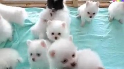 Cún Con Dễ Thương - Nhạc Thiếu Nhi Vui Nhộn Hay Nhất