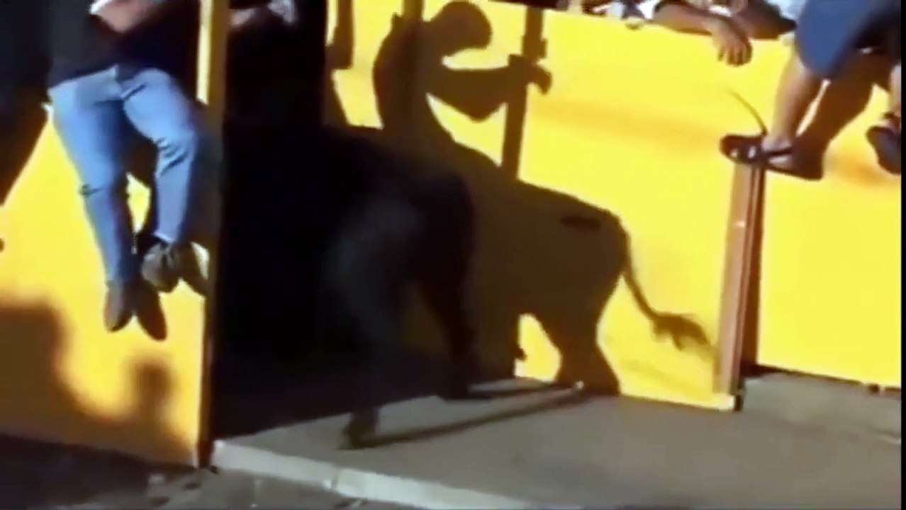 Bulls Head - Video funny Bulls Head 2015