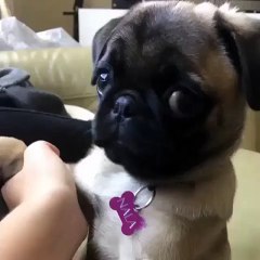 Those puppy dog eyes...