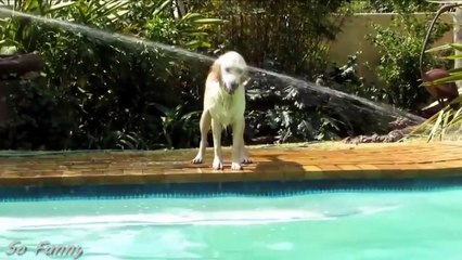 Funny Dogs Swimming in Pool Compilation 2015