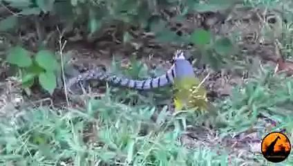 Brave Bird vs Snake - Latest Sightings -
