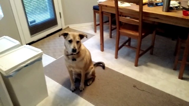 My dog gets super excited at the food bin being opened, yet she's very well disciplined.