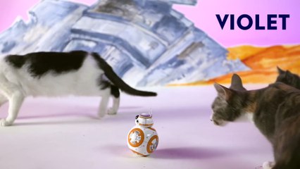 New Star Wars BB-8 Toy Proves Kittens Work for the Dark Side