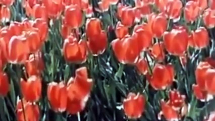 Popular Videos - Fairy Tales & Family Movies