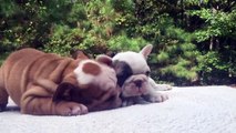 Cuteness overload- Puppies show love for each other