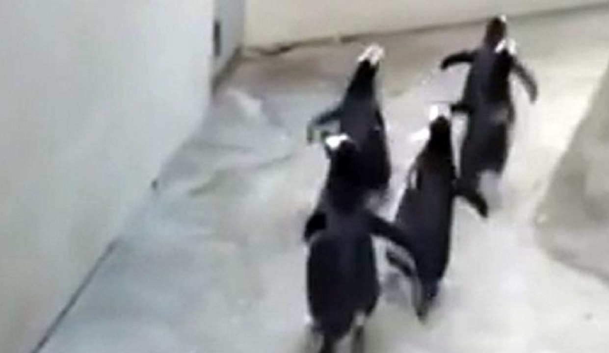 Penguins At Odense Zoo