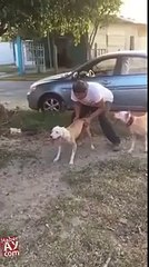 World's highest jumping dog - You won't believe this is possible!