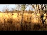 Rhino vs Lion Crazy Fight ► New Video