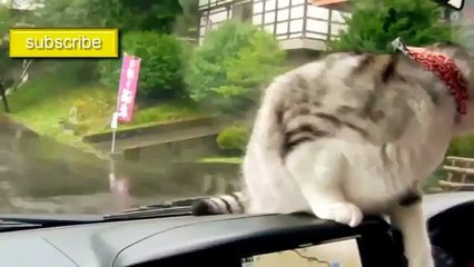 Funny Videos 2015 – Best Funny Jokes 2015 – Best Jokes Ever, Funny Clips Compilation 2015