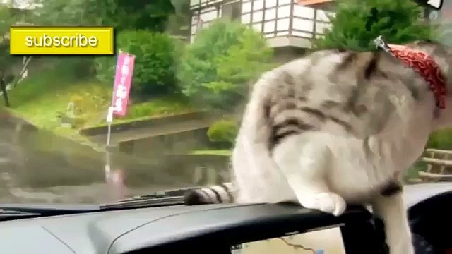 Funny Videos 2015 – Best Funny Jokes 2015 – Best Jokes Ever, Funny Clips Compilation 2015