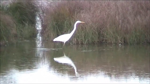 La grande aigrette au marais des aigrettes