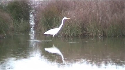 La grande aigrette au marais des aigrettes