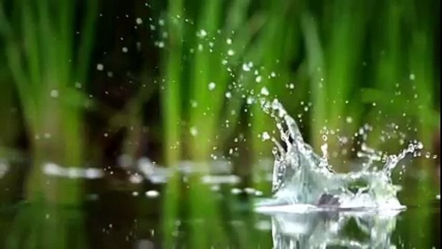 یہ پرندہ مچھلی کا شکار کس طرح کرتا ہے ۔۔ یہ ویڈیو دیکھیے ۔۔ سبحان اللہ