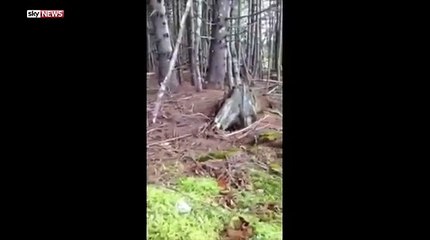 Mother Earth is breathing heavily In Canadian Forest!