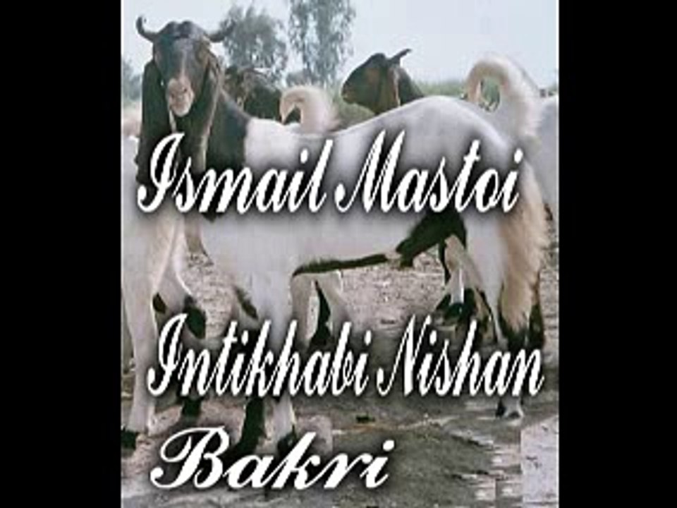 Ismail Mastoi 03110316901
