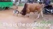 WOW! You can't believe what happened to this poor cow