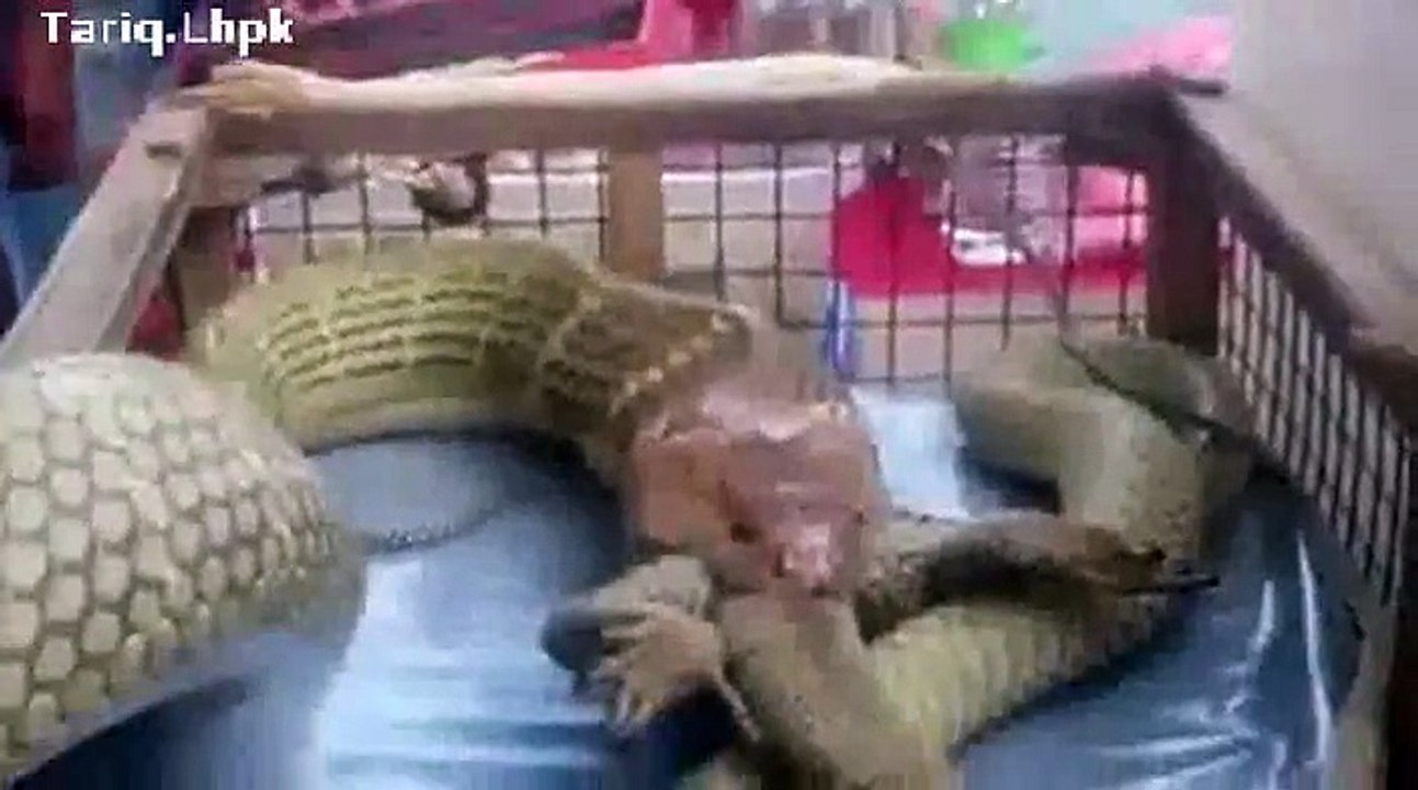 Hungry snake