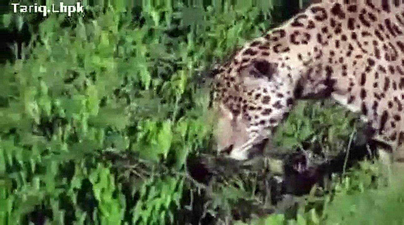 Hungry cheetah