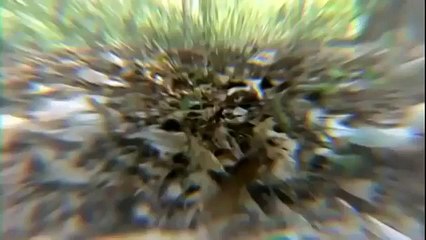 The Lost Rhinos of Vietnam Javan (Sunda) rhino driven to extinction in Vietnam