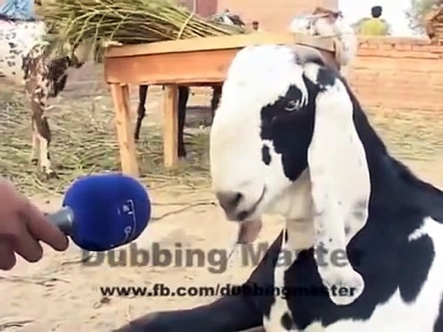 Dubbing Master bakra
