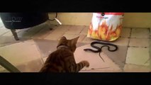 Animals Documentary 2015 - Cats and Snakes Fierce Fighting - The Battle of Animals