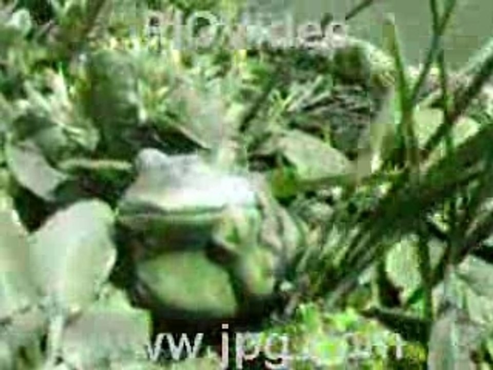 Crazy Frog