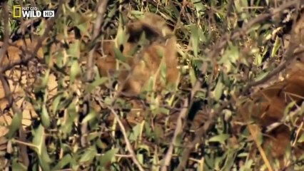 Life of lions | National Geographic Documentary | Nat Geo Wild HD 2015