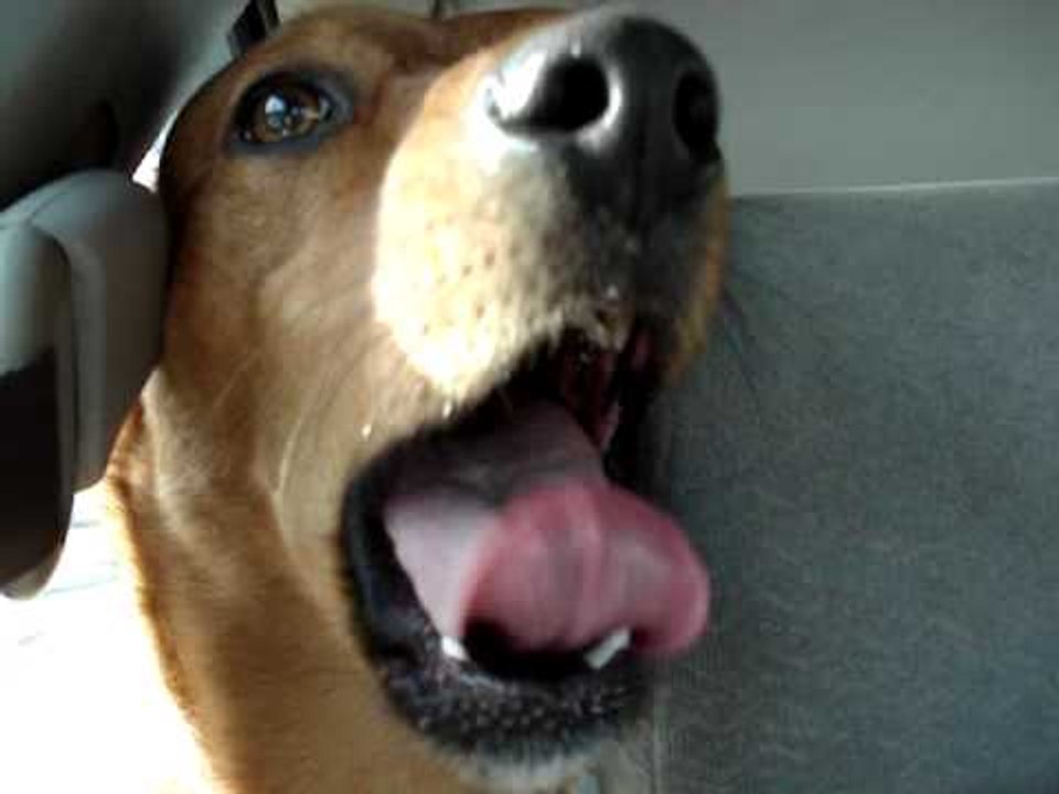 Dog Laughs like a Human...!!