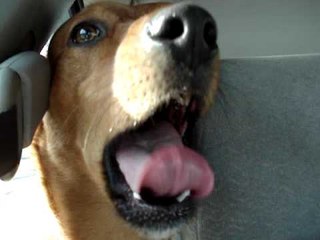 Dog Laughs like a Human...!!