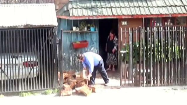 Собака помогает носить дрова в дом