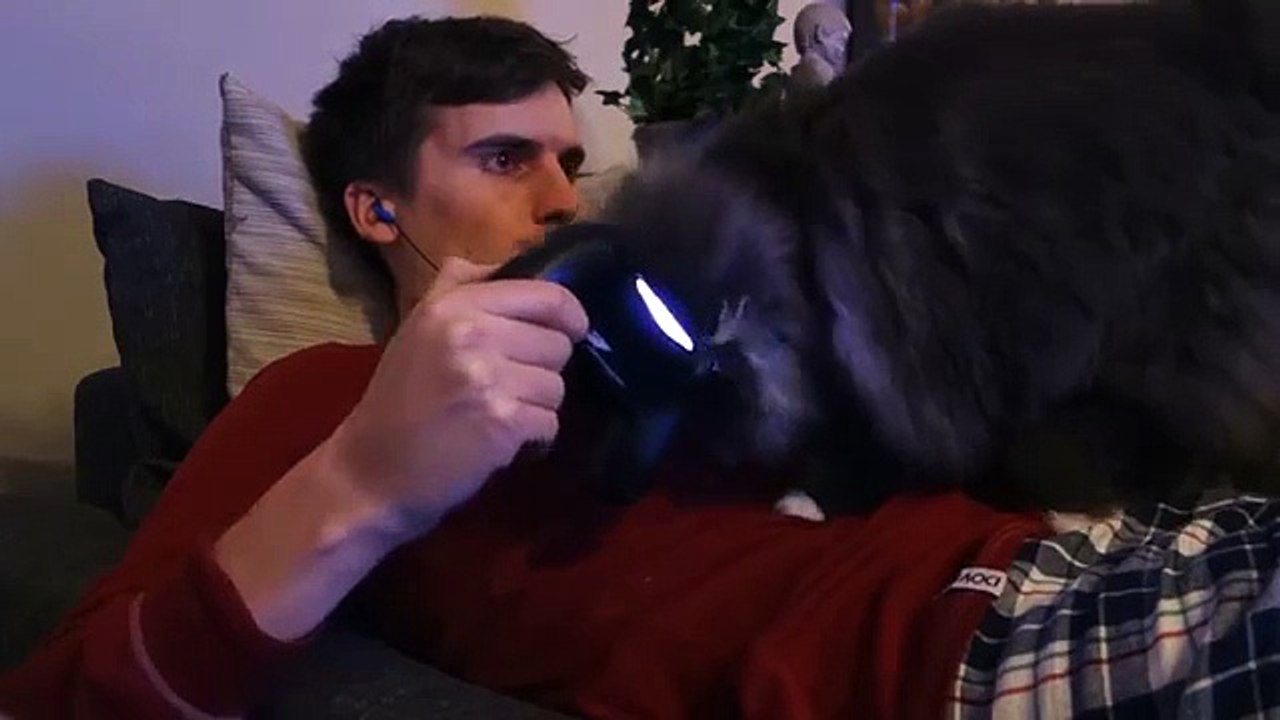 Кот любит играть в снежки