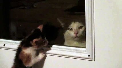 Кот ненавидит когда на него смотрят