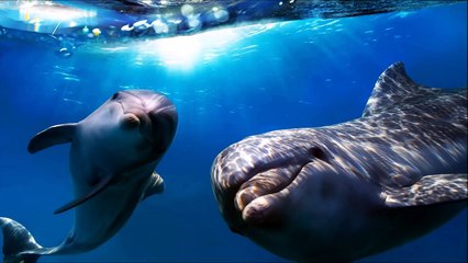 The Best Relaxing Music Ever | Ocean | Piano | Dolphins | Background Healing Soothing Musi
