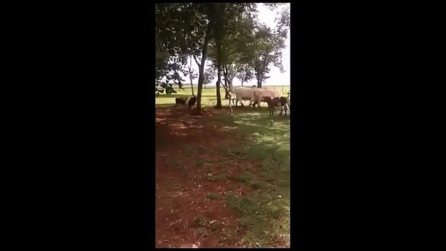 Vaches et les moutons Duel